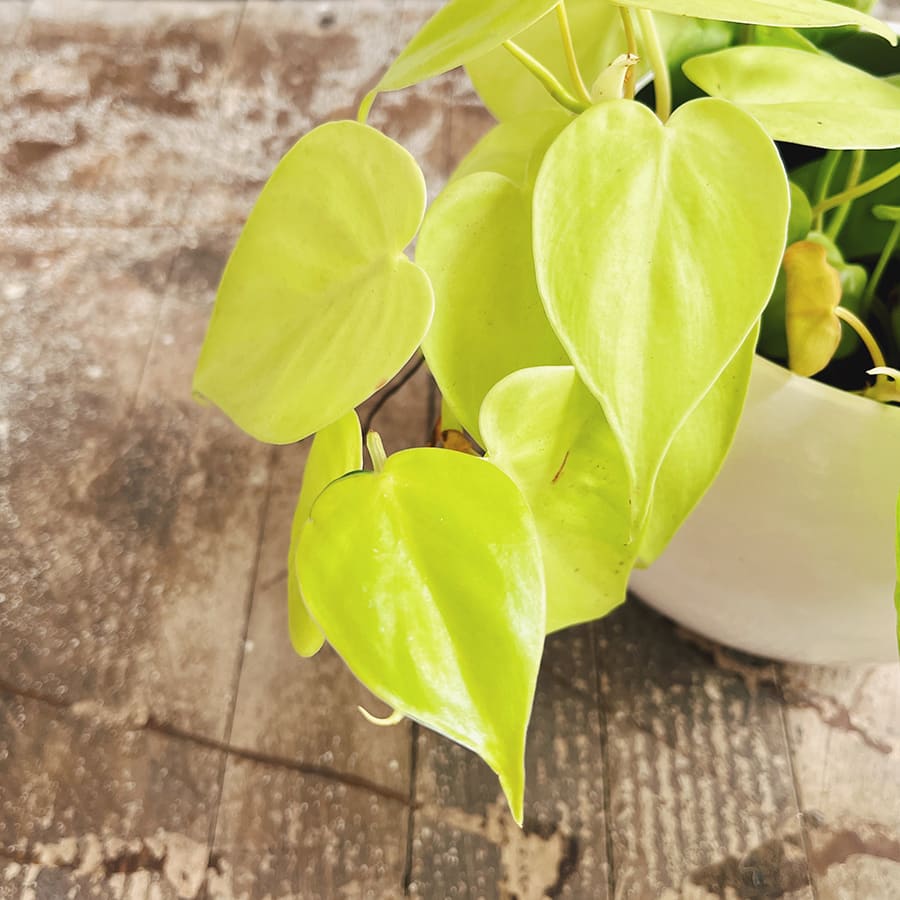 Philodendron cordatum neón - Imagen 2